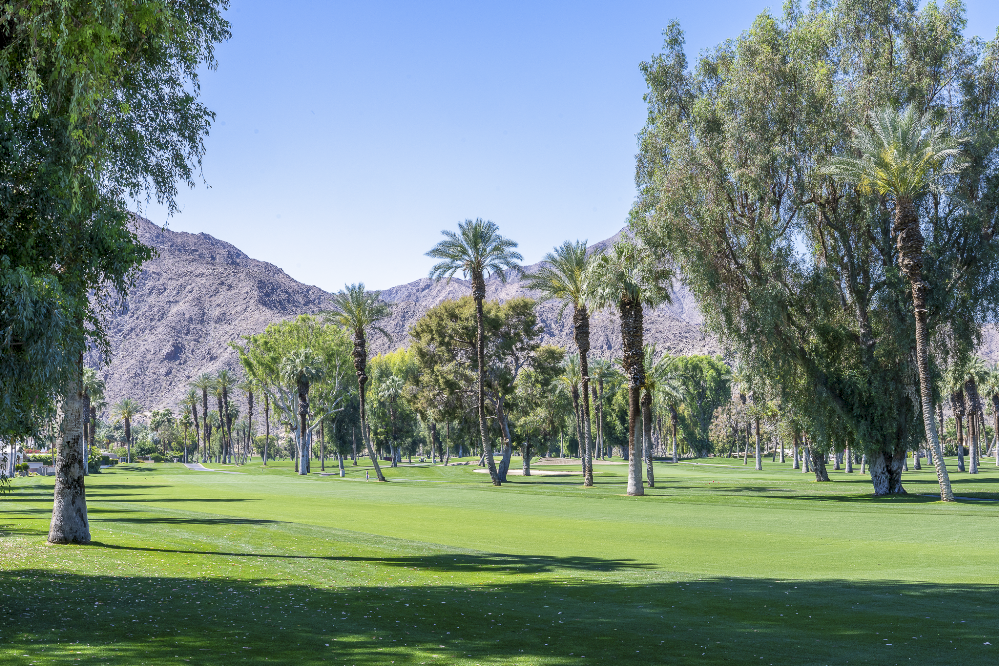 A sunny golf course with lush green fairways, palm trees scattered around, and distant mountains under a clear blue sky.
