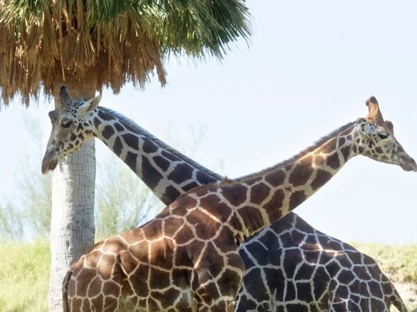 Indian Wells Resort Hotel