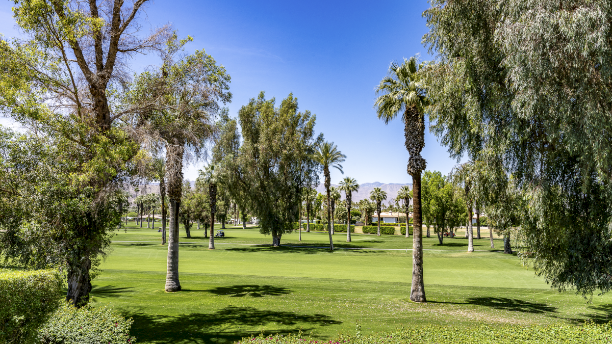 A sunny park with green grass, tall trees, and a clear blue sky; peaceful and open, perfect for a stroll.