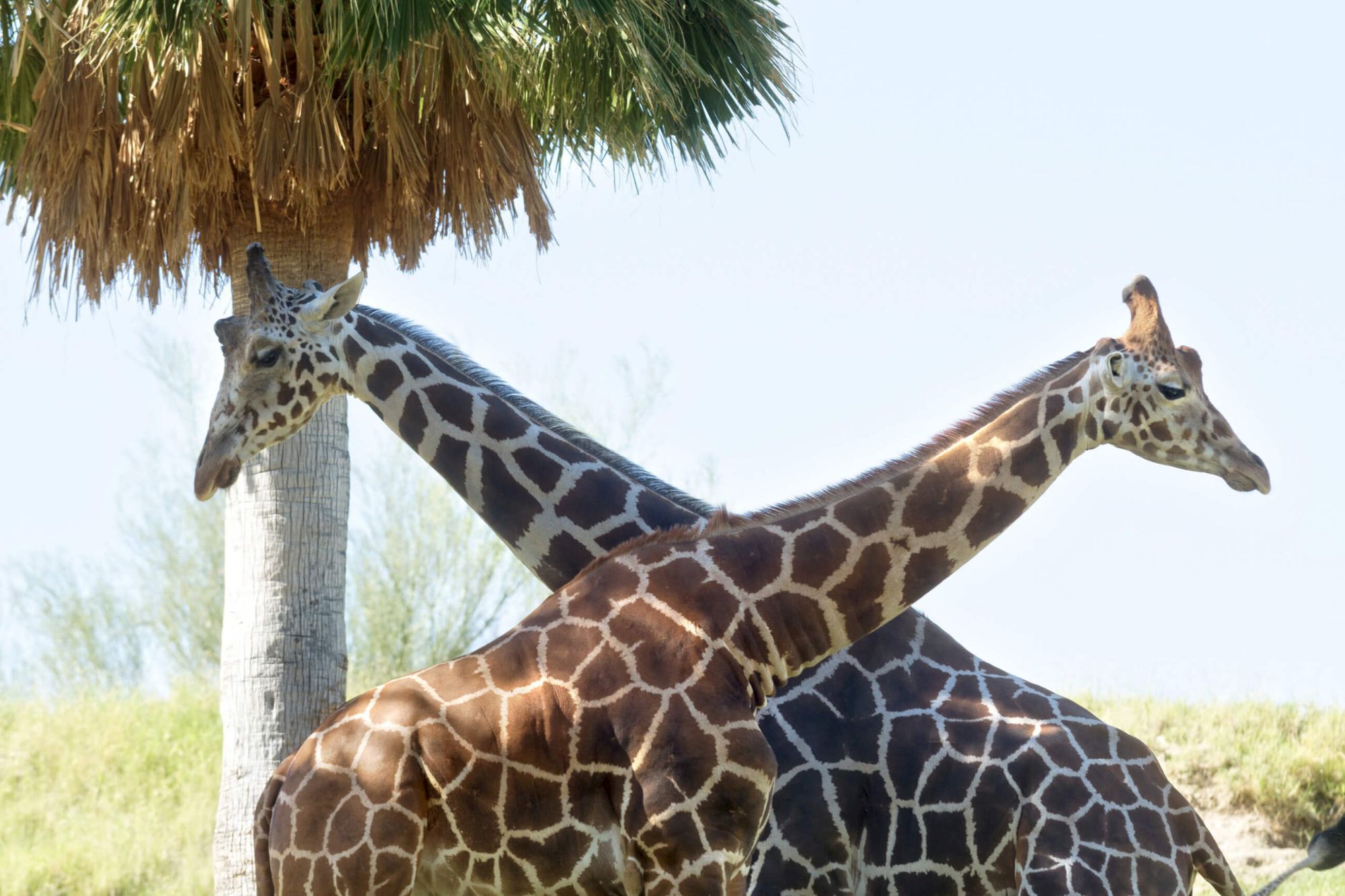Indian Wells Resort Hotel