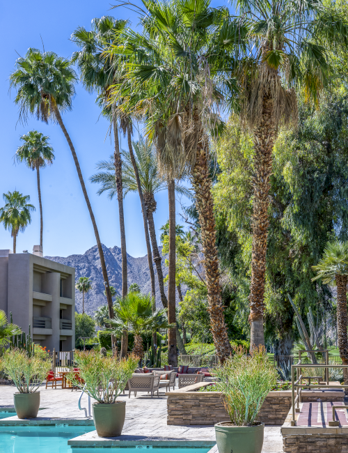 Luxurious resort pool area with tall palm trees, sunlit blue sky, lounge seating, potted plants, and mountains in the background.