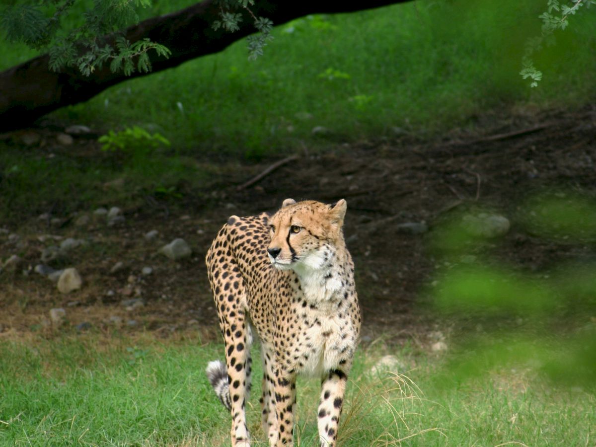 A spotted leopard walks through grassy savanna, scanning the area with focused eyes beneath overhanging branches.